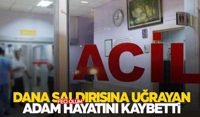 Isparta’da feci ölüm… 1 tonluk dana saldırdı!