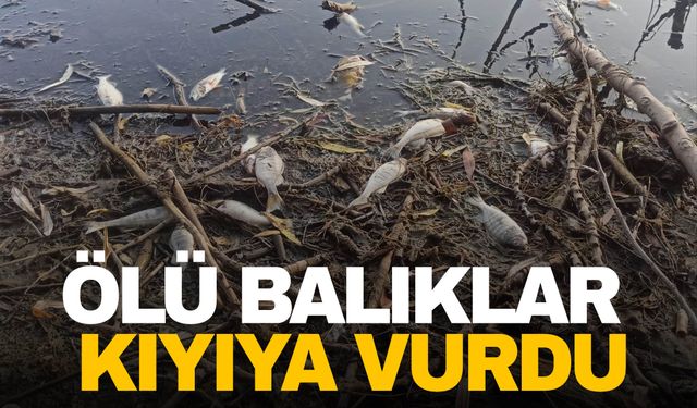 İzmir'in Gölcük Gölü'nde yüzlerce ölü balık kıyıya vurdu