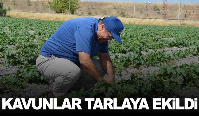 Kırkağaç kavununda ekim yapıldı… Hasat ağustosta yapılacak