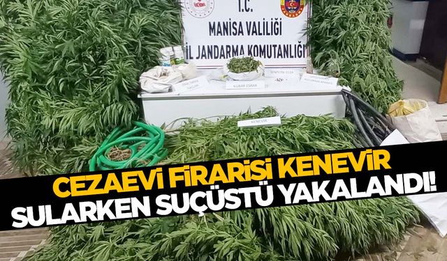 Manisa’da cezaevi firarisi ektiği kenevirleri sularken yakalandı!