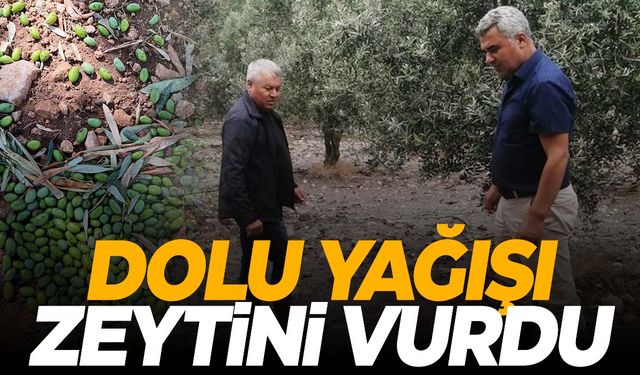 Manisa’da dolu yağışı zeytini vurdu!