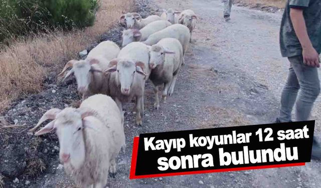 Manisa’da kayıp koyunlar dron yardımıyla bulundu