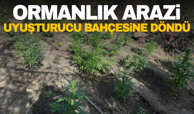 Manisa’da ormanlık araziyi uyuşturucu bahçesine çevirmişler!