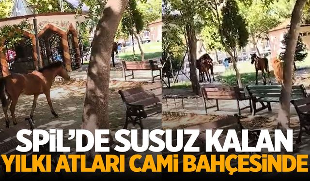 Manisa’da sıcaktan bunalan yılkı atları cami bahçesine girdi