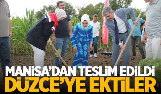 Manisa'dan Düzce'ye teslim edildi! Toprakla buluşturdular