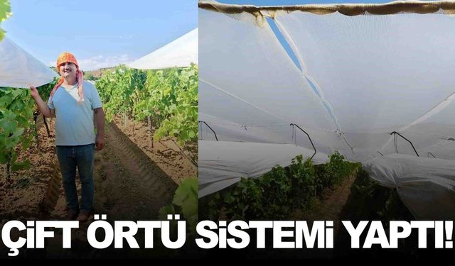 Manisalı üretici üzüme gözü gibi bakıyor!