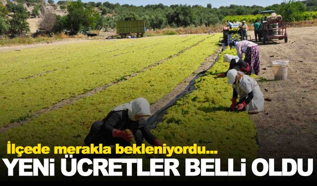 Manisa’nın bir ilçesinde daha üzüm işçisi ücretleri belli oldu