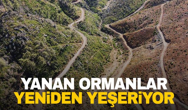 Muğla'da yanan ormanlık alanlar yeniden yeşeriyor