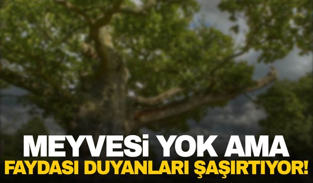 Osmanlı Devleti’nin simgesiydi… Bu ağacın meyvesi yok ama faydası çok!