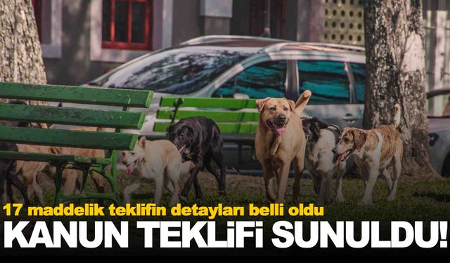 Rehabilite edilemeyen sokak köpeklerine ötanazi!