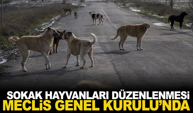 Sokak hayvanları düzenlenmesi Meclis Genel Kurulu’nda