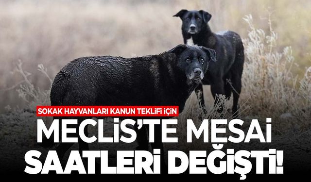 Sokak hayvanları kanun teklifi için çalışma saatleri yeniden düzenlendi