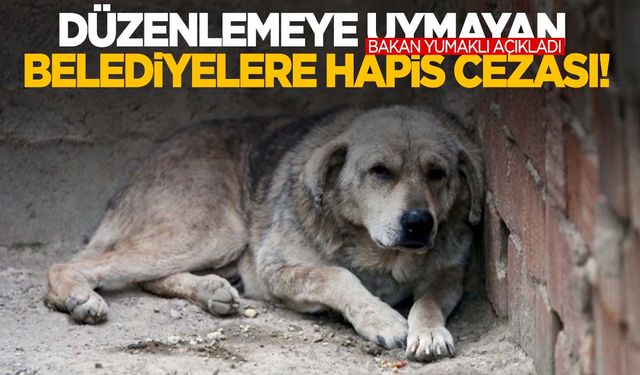 Sokak hayvanları yasasına uymayan belediyelere ceza geliyor!