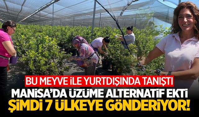 Üzüm bağını çevirdi! Yeni ektiği meyveyi 7 ülkeye yolluyor!