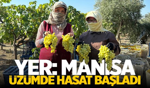 Yer: Manisa | Üzümde hasat başladı