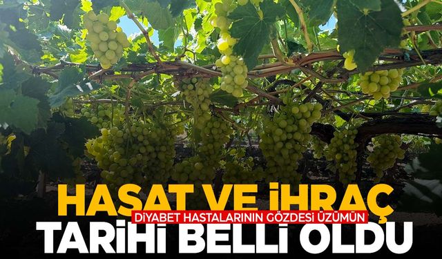 Yılda 5 bin tonluk ihracatı yapılıyor… Superior Seedless üzüm için hasat ve ihraç tarihi belli oldu!