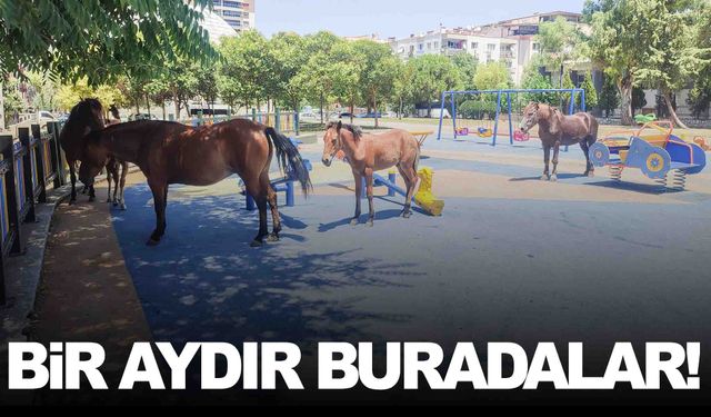 Yılkı atları merkezi çok sevdi… Ayrılmıyorlar!