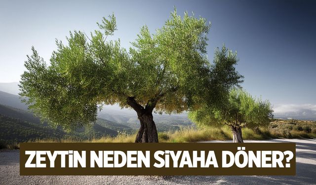 Zeytin neden siyaha döner?