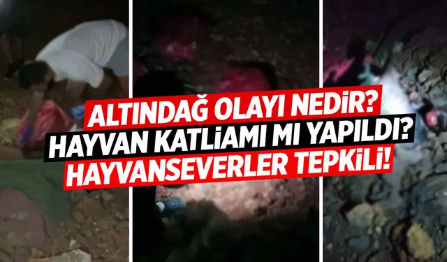 Türkiye konuşuyor: Altındağ’da köpek katliamı mı var? Altındağ Olayı Nedir?