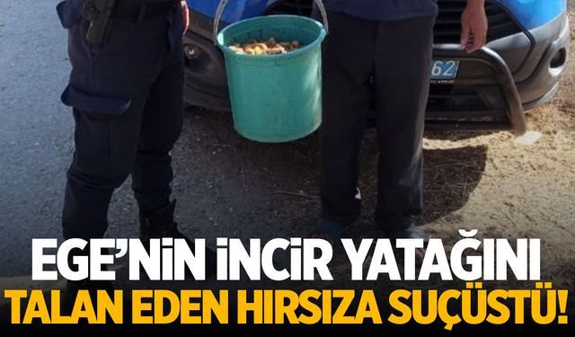 Aydın’da incir bahçelerini talan eden hırsıza suçüstü!