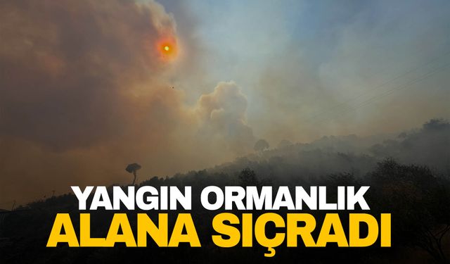 Aydın’da zeytinlik alanda çıkan yangın ormana sıçradı