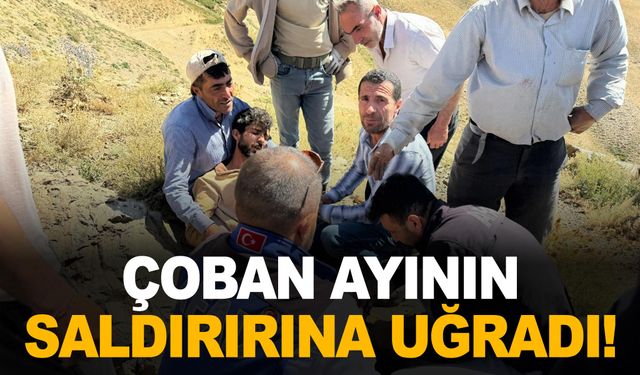 Ayının saldırısına uğrayan çoban ağır yaralandı