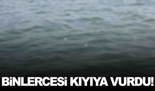 İzmir Körfezi’nde korkutan görüntü… Binlercesi kıyıya vurdu!