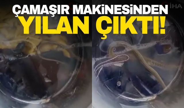 Çamaşır makinesinden yılan çıktı