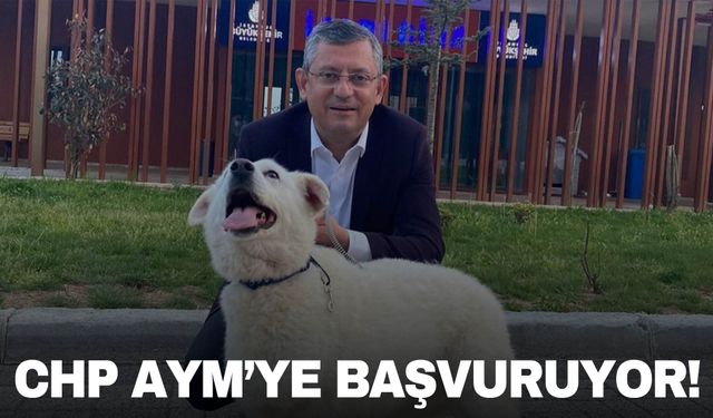 CHP sokak hayvanları yasası için AYM'ye başvuruyor