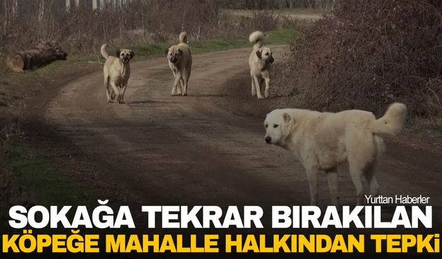 Çocuğa saldıran sahipsiz köpeğin tekrar sokağa bırakılmasına mahalleli isyan etti!