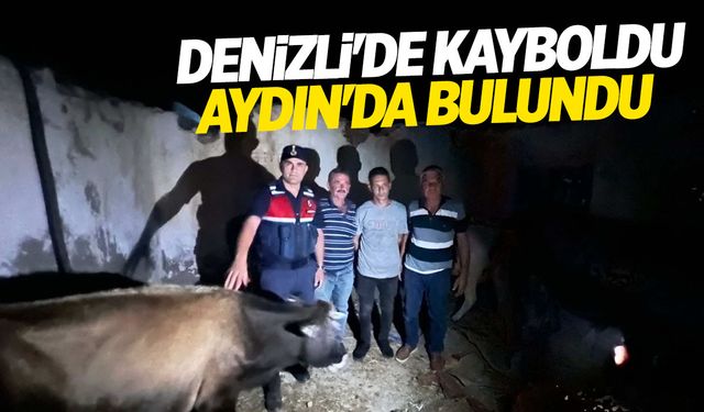 Denizli'de kaybolan hayvanlar Aydın'dan çıktı