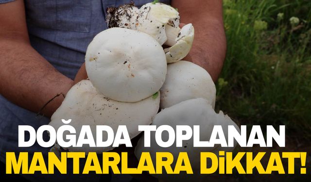 Doğadan toplanan mantarlara dikkat