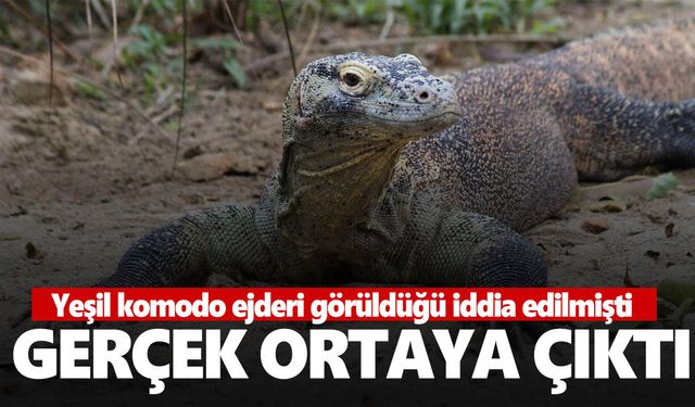 Ege sahillerinde ‘komodo ejderi’ görüldü iddiası kafaları karıştırdı! Gerçek ortaya çıktı!