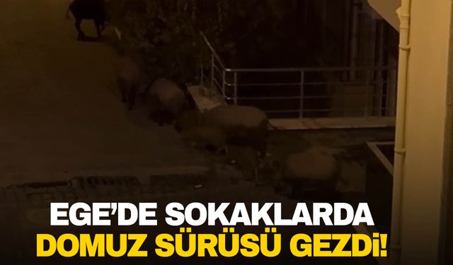 Ege sokaklarında domuz sürüsü gezdi