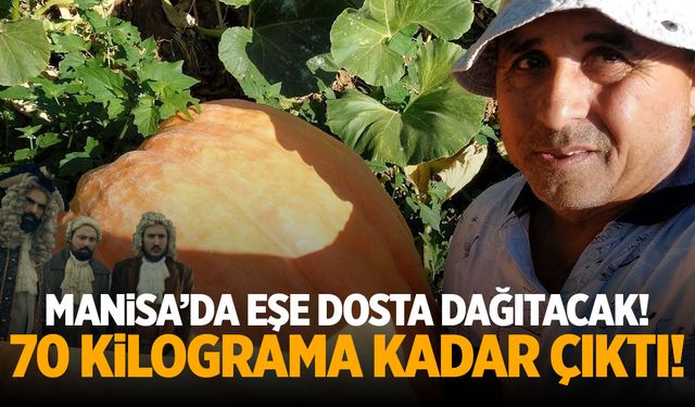 Eşe dosta dağıtmak için eken Manisalı üretici 70 kiloluk ürün aldı