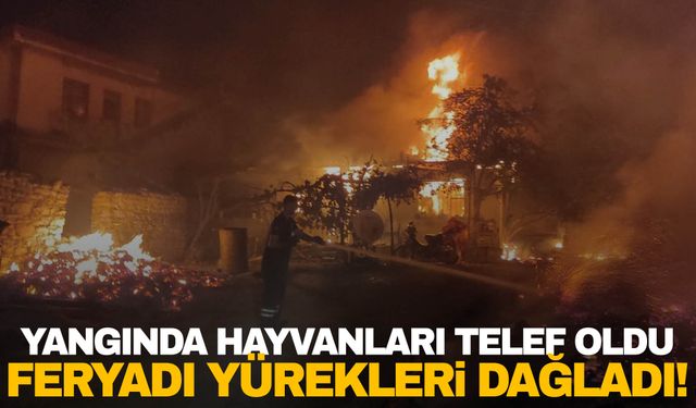 Gördes yangınında hayvanları telef oldu! Feryadı yürekleri dağladı…