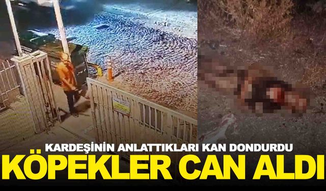 İstanbul’da başıboş köpek dehşeti… Engelli vatandaş hayatını kaybetti!