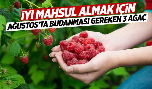 İyi Mahsul İçin Ağustos Ayında Budanması Gereken Ağaçlar