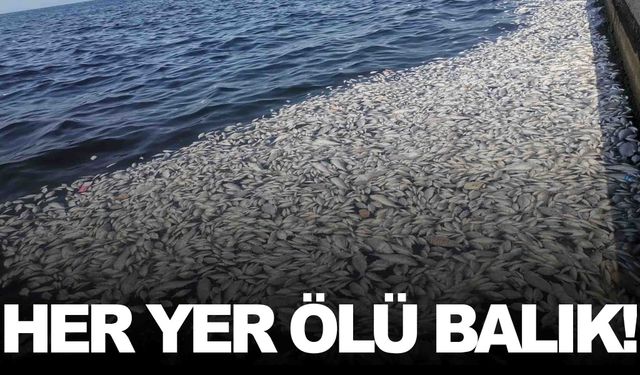 İzmir Körfezi’nde felaketin boyutu günden güne artıyor… Her yer ölü balık doldu!