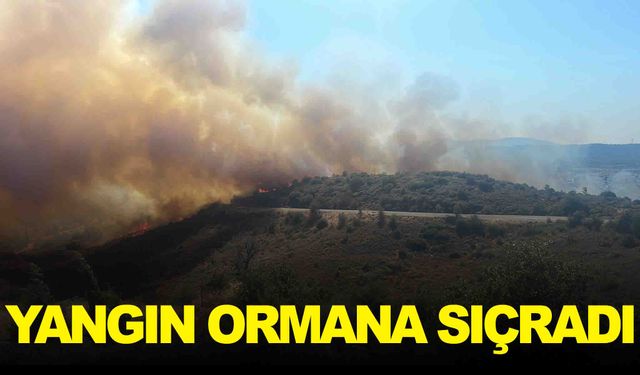 İzmir Urla'da yangın… Ormana sıçradı