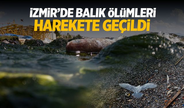 İzmir'de balık ölümleri, kötü koku için harekete geçildi!