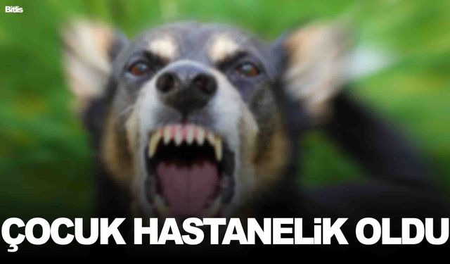 Köpeğin ısırdığı çocuk hastaneye kaldırıldı