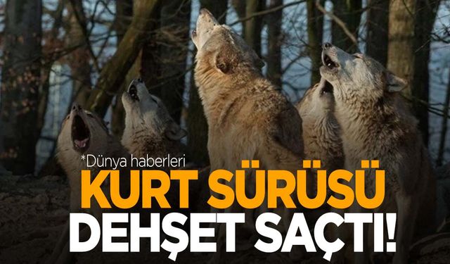 Kurt sürüsü dadandı: 8’i çocuk 9 ölü