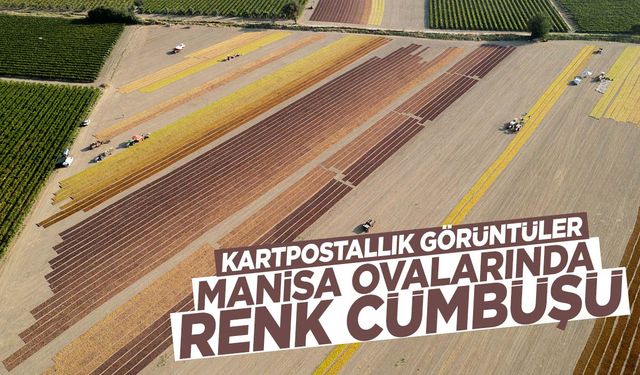 Manisa ovalarında kartpostallık görüntüler ortaya çıktı!