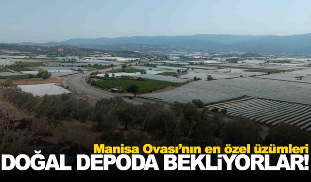 Manisa Ovası soğuk hava deposu gibi… Üzümler örtü altında