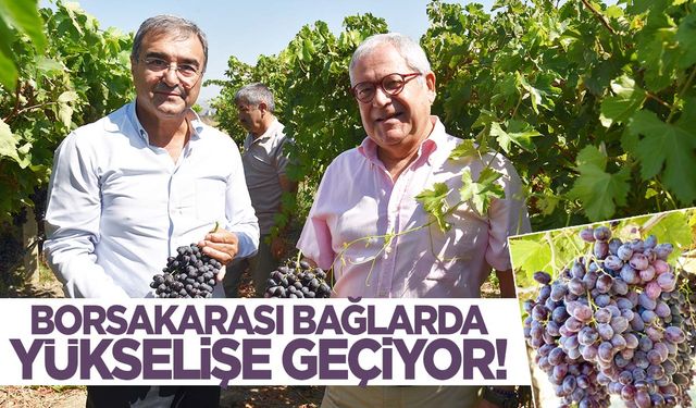 Manisa ve İzmir ortaklığıyla geliştirildi… ‘Borsakarası’ üzümünün ikinci hasadı yapıldı!