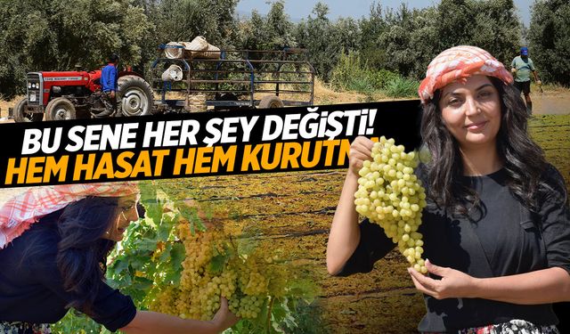 Manisa ve İzmir’de üzüm kurutma erken başladı!