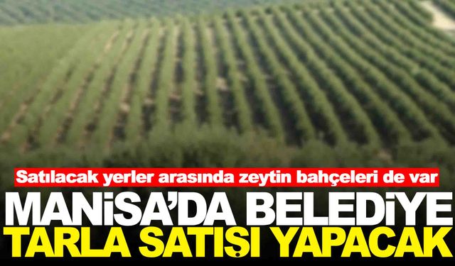 Manisa’da belediye tarla satışı yapacak… Zeytin bahçeleri de var!