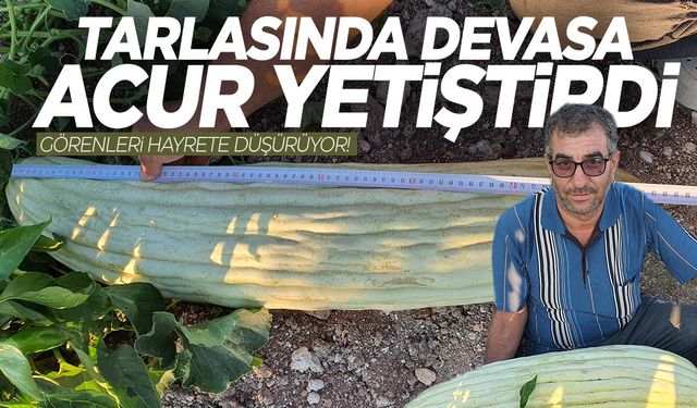 Manisa’da dev acur yetiştirildi! 83 santimetre uzunluğunda…