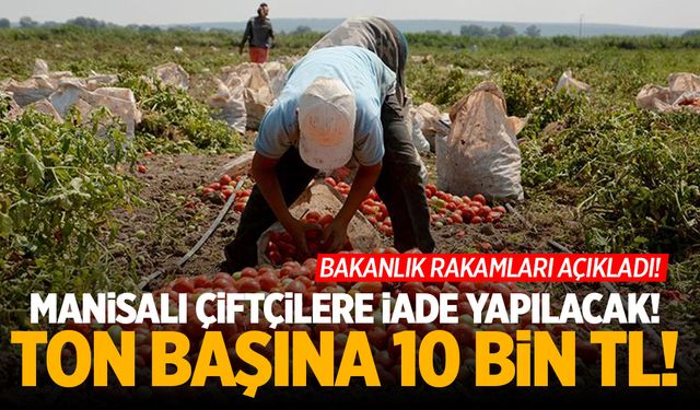 Manisa’da Domates Üreticisine İade Yapılacak! Ton Başına 10 Bin TL